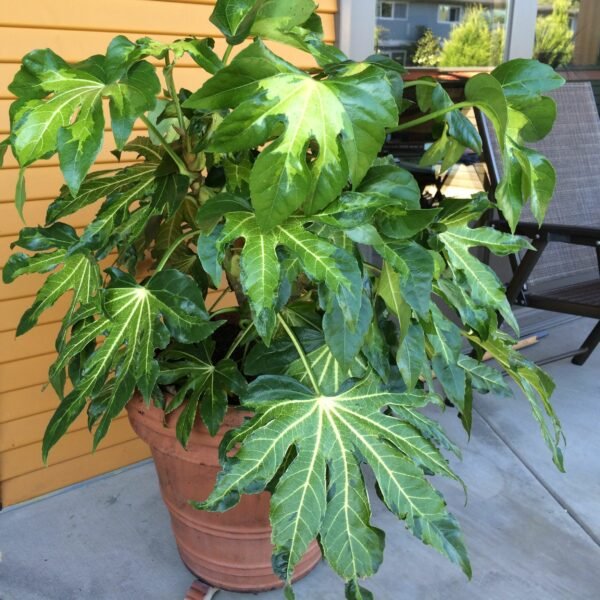 Fatsia japonica 'Variegata' - Eye-catching Foliage Plant - Image 4