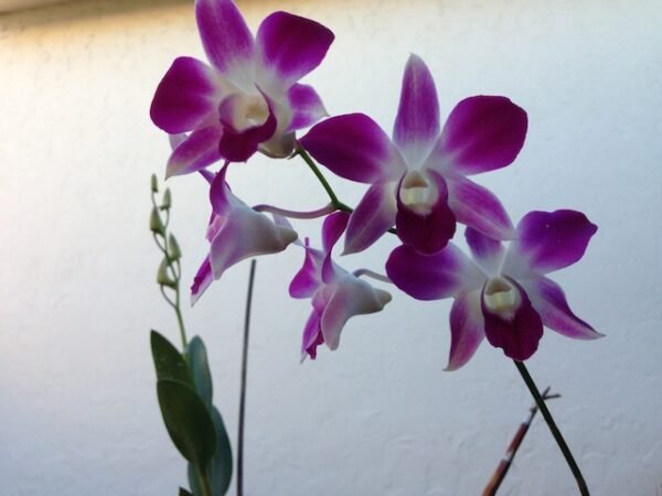 Dendrobium Orchid - Plant