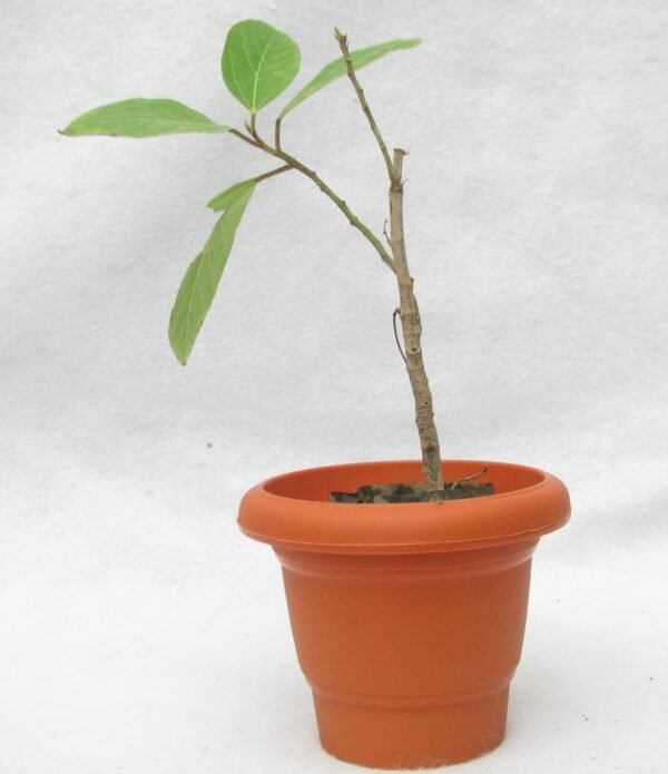 Goolar, Umber - Cluster Fig Tree - Plant - Image 2