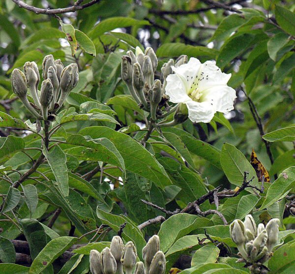 Ipomoea arborescens - Plant - Image 3