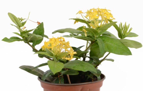 Ixora Mini Dwarf (Yellow) - Plant - Image 2