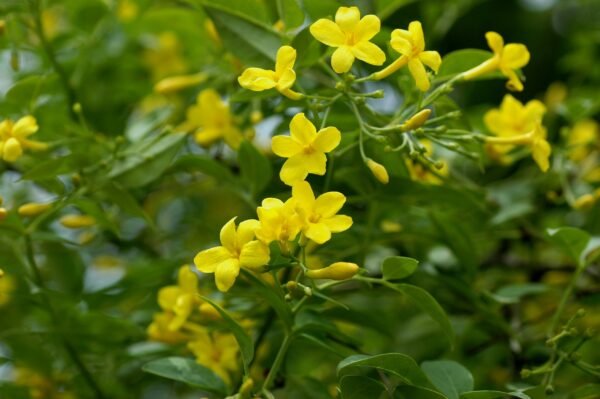 Jasminum humile - Radiant Yellow Jasmine