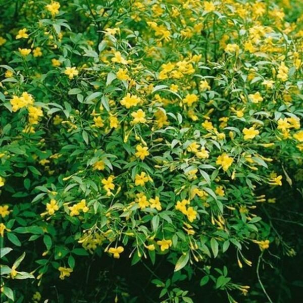 Jasminum humile - Radiant Yellow Jasmine - Image 2