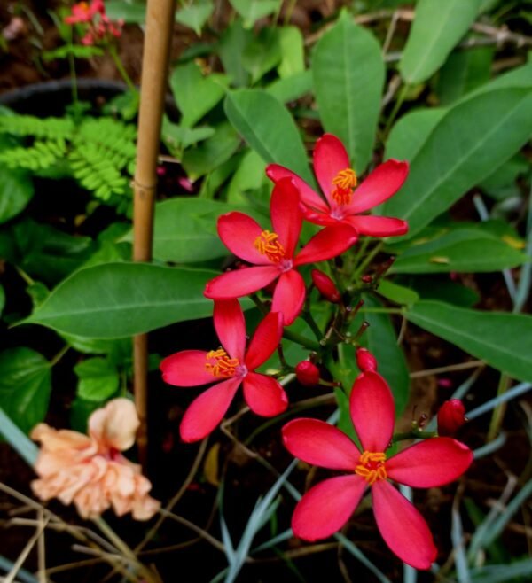 Jatropha pandurifolia - Plant