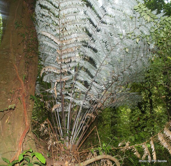 Cheilanthus Parinosa - Fern Plant - Image 2