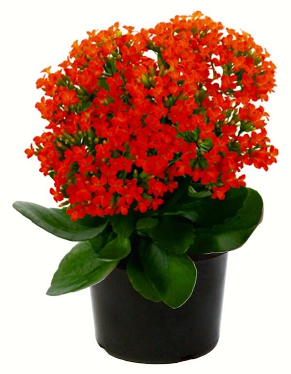 Kalanchoe (Red) - Plant