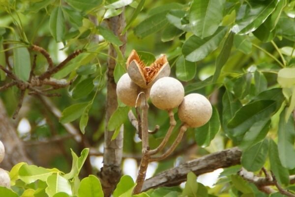 Khaya Senegalensis - Plant
