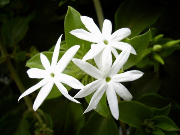 Kunda, Downy Jasmine - Plant