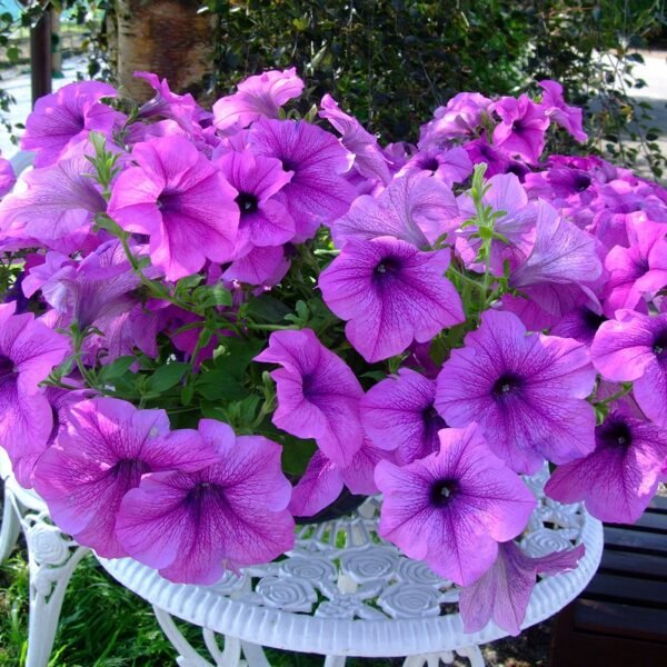 Vibrant Petunia Plants (Seasonal Varieties) - Image 16