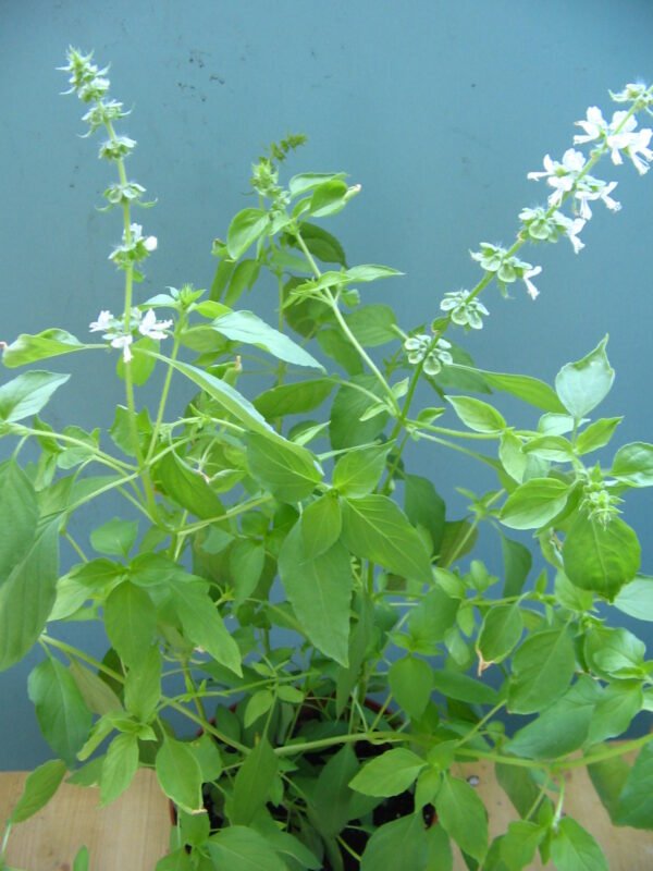 Lemon Basil Plant (Ocimum × citriodorum)
