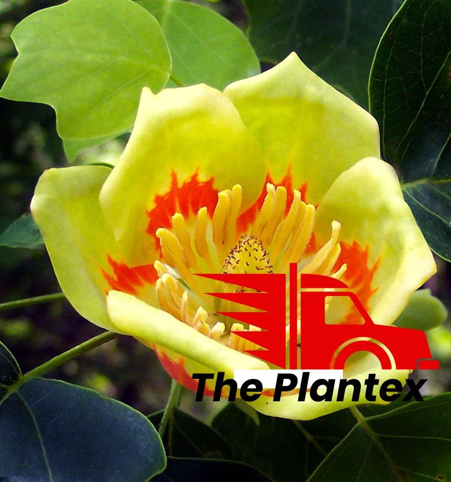 Liriodendron, Tulip Tree, Tulip Poplar - Plant