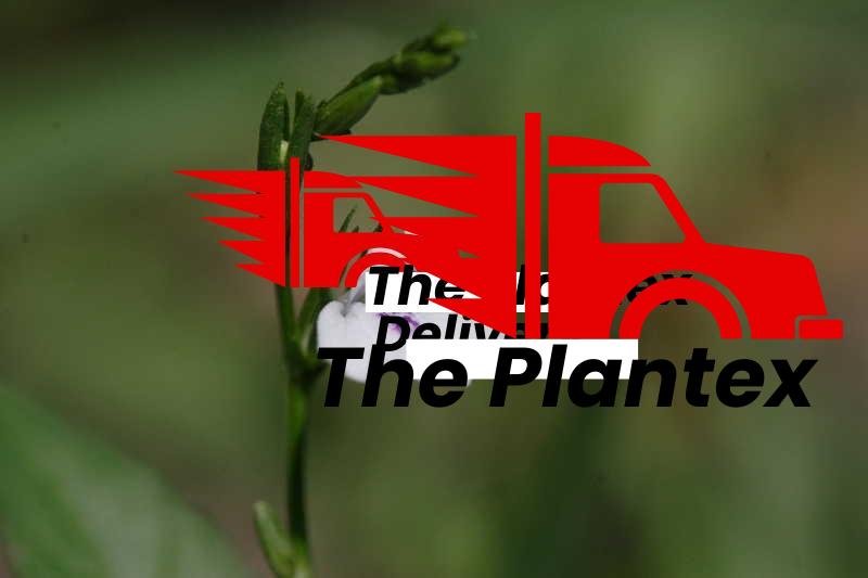 Justicia ovata - Plant