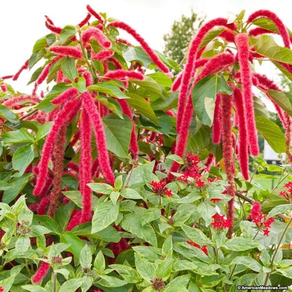 Amaranthus caudatus - Plant - Image 3