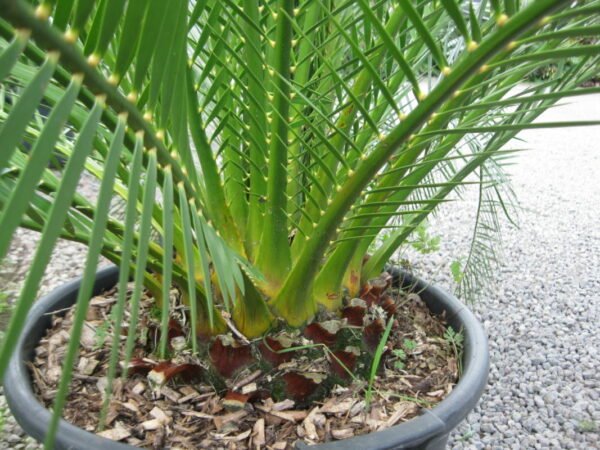 Macrozamia moorei - Cycad Plant - Image 4