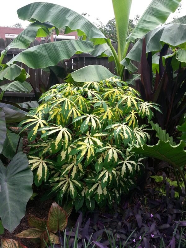 Manihot esculanta variegata - Plant