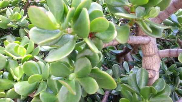 Crassula arborescens - Plant