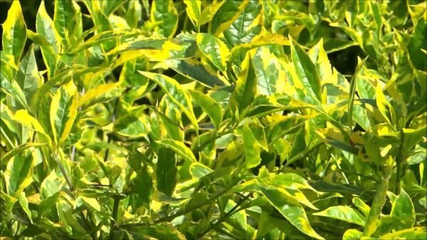 Duranta Golden Edge - Plant - Image 3
