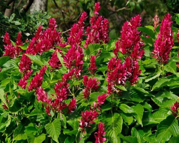 Megakepasma erythrochlamys - Plant