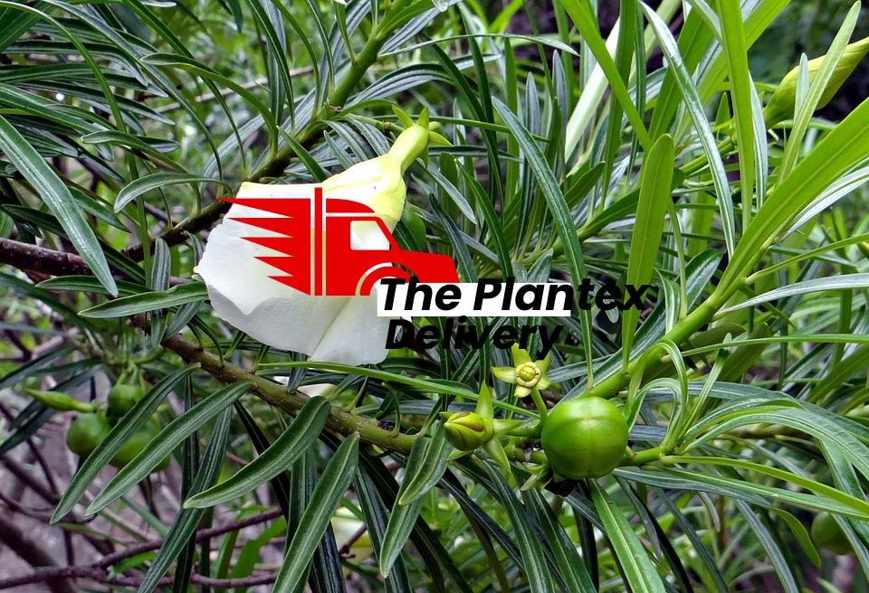Cascabela Thevetia, Bitti (White) - Plant