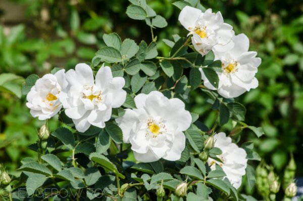 Rose (Miniature) - Pack of 10 plants - Image 4