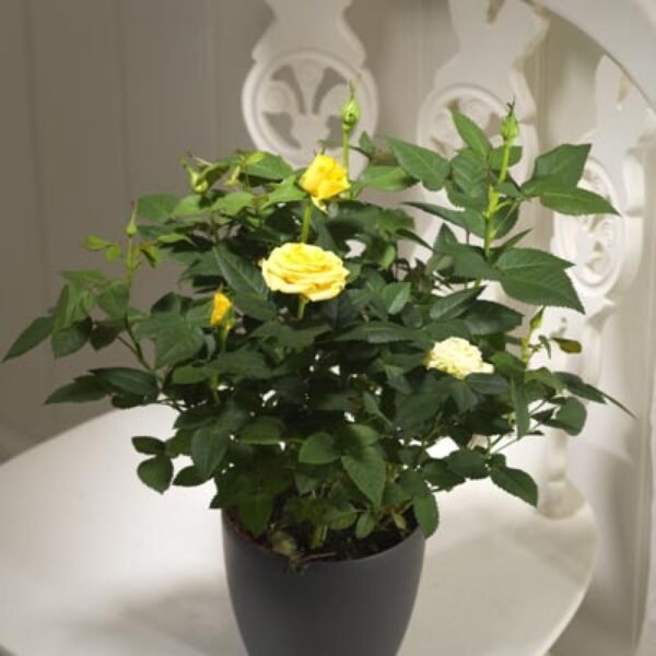 Rose (Miniature) - Pack of 10 plants