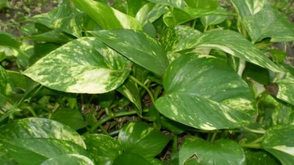 Money Plant Variegated (Epipremnum aureum)