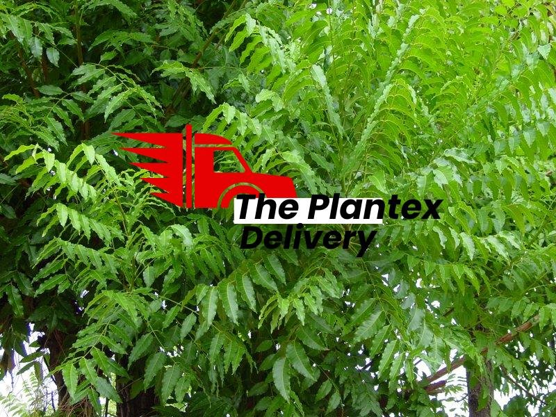 Neem Tree (Azadirachta indica)