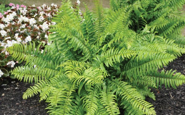 Nephrolepis biserrata compacta - Plant