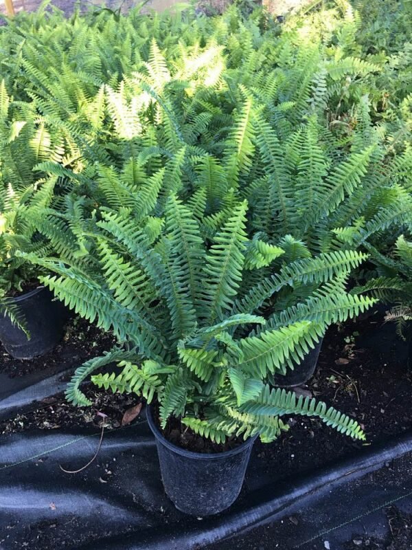 Nephrolepis exaltata 'Dallasii' - Fern Plant - Image 2