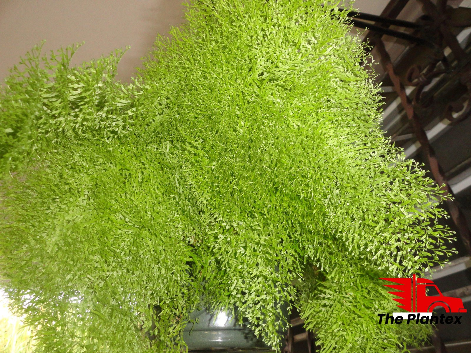 Nephrolepis exaltata smithii - Plant