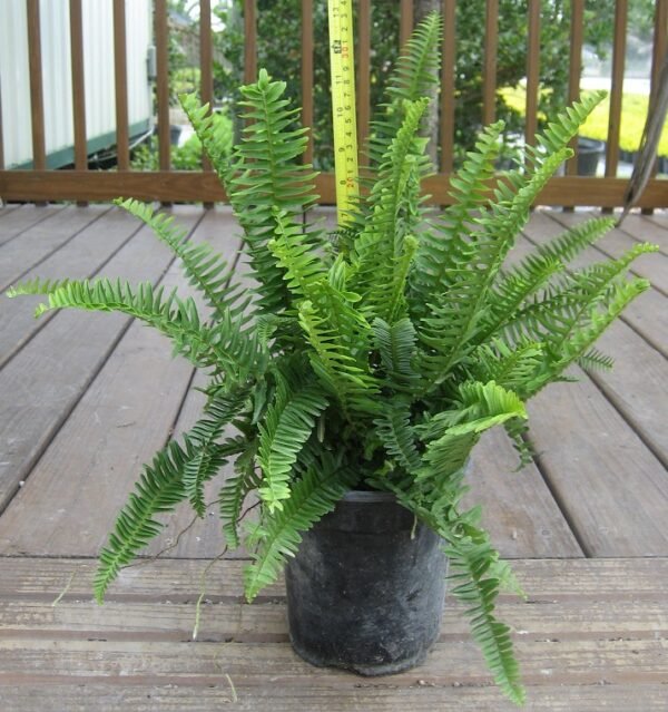 Nephrolepis exaltata 'Dallasii' - Fern Plant