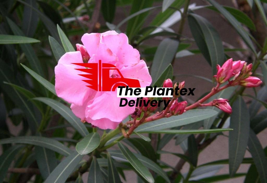 Kaner, Nerium Oleander (Pink, Single) - Plant - Image 2