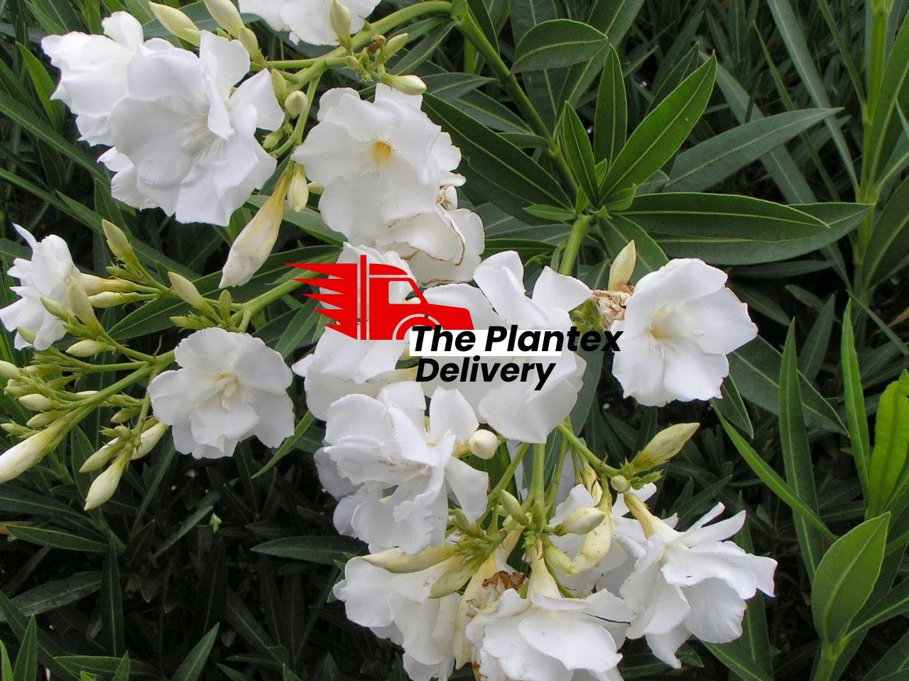 Kaner, Nerium Oleander (White, Single) - Plant - Image 3