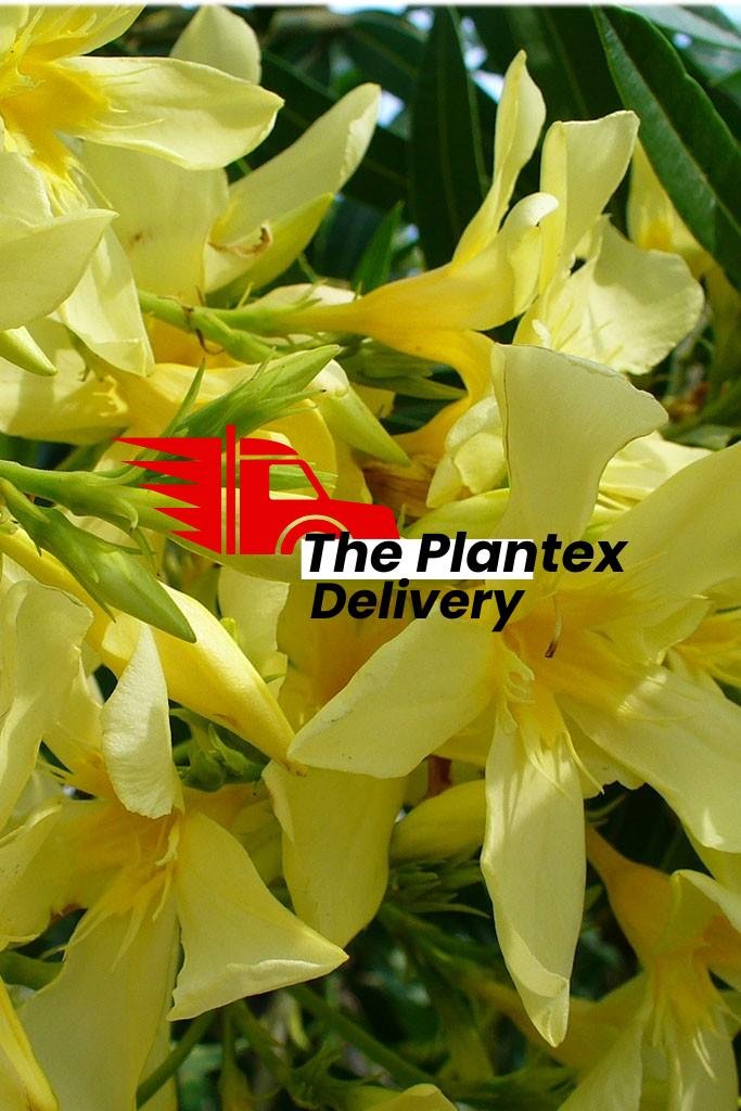 Kaner, Nerium Oleander (Yellow, Single) - Plant