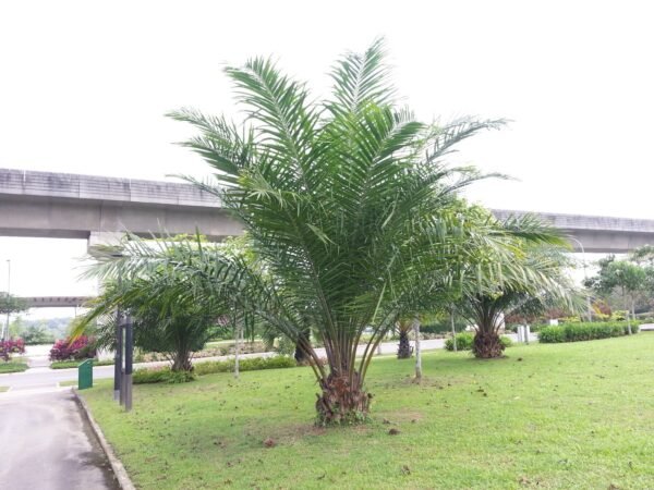 Elaeis guineensis - Oil Palm Tree - Image 2