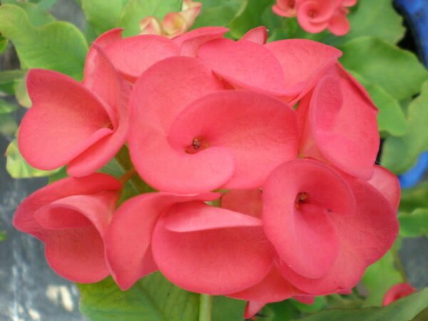Euphorbia - Plant