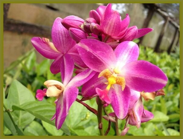 Ground Orchid, Spathoglottis Plicata (Purple) - Plant