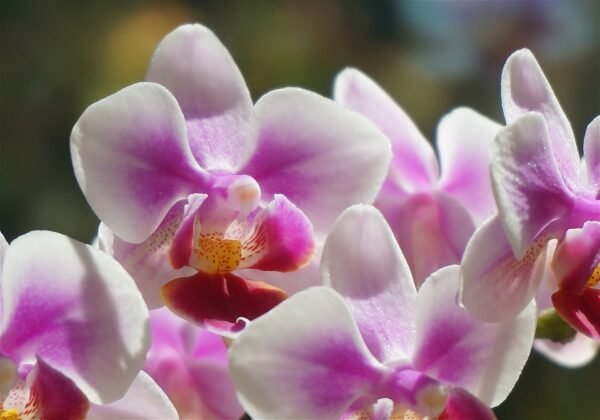 Phalaenopsis White & Pink - Plant - Image 2