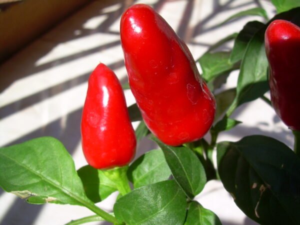 Capsicum Annum, Ornamental Chilli - Plant - Image 3