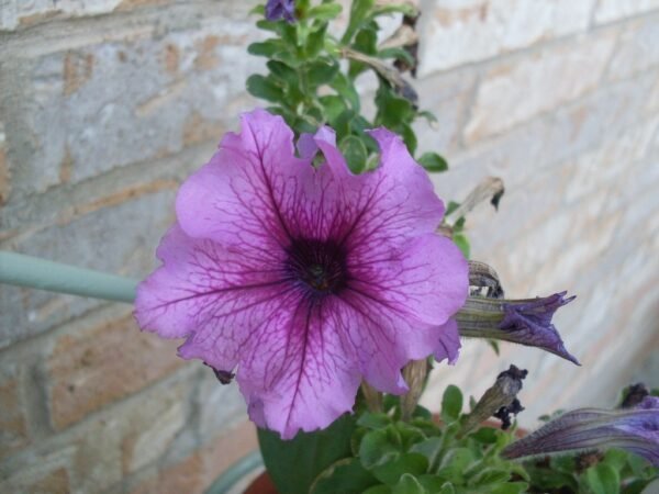 Vibrant Petunia Plants (Seasonal Varieties) - Image 11