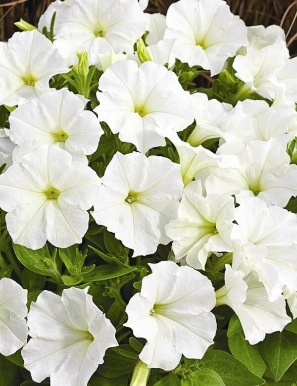 Vibrant Petunia Plants (Seasonal Varieties) - Image 15