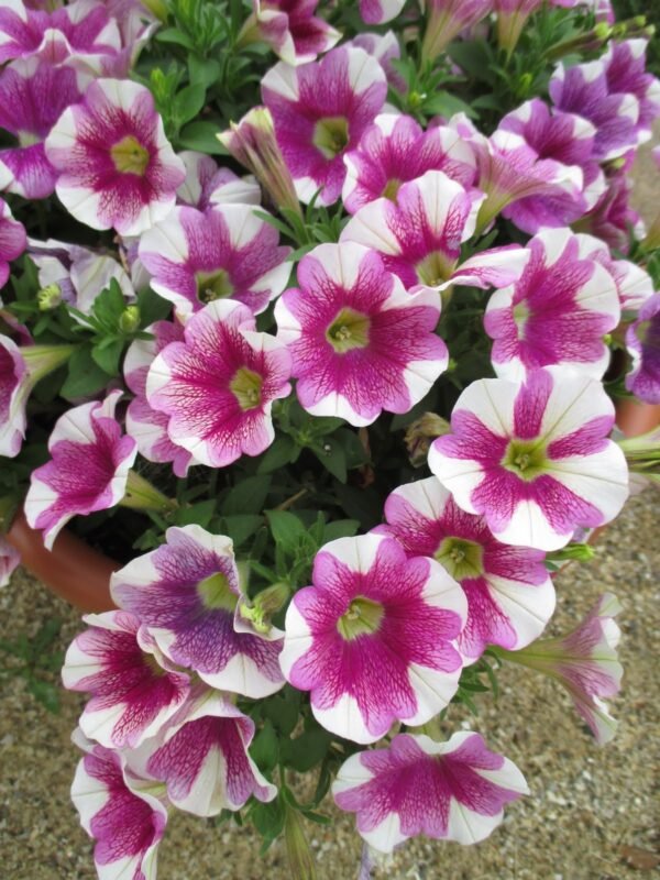 Vibrant Petunia Plants (Seasonal Varieties) - Image 18