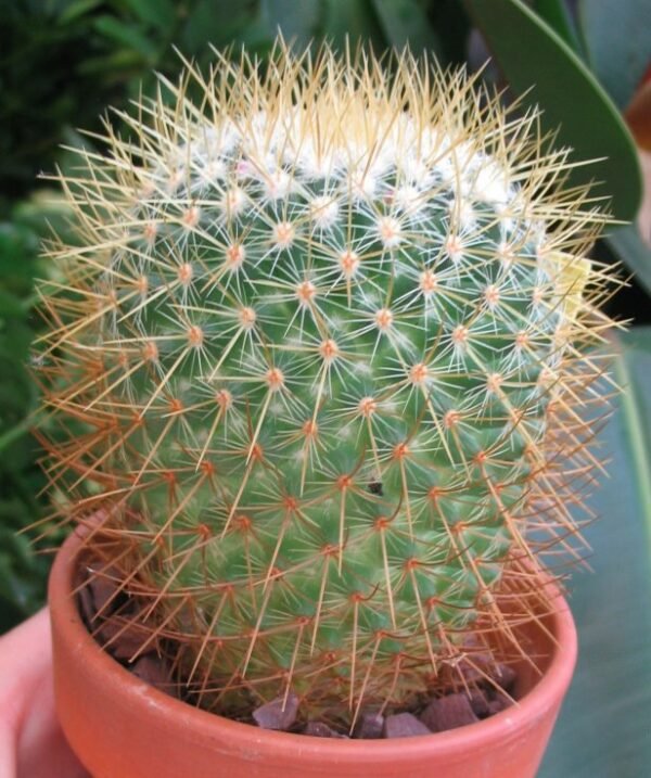 Pincushion Cactus - Plant