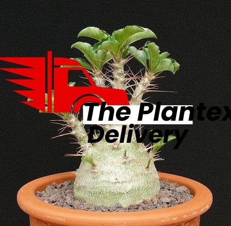 planslive-Pachypodium lealii - Plant