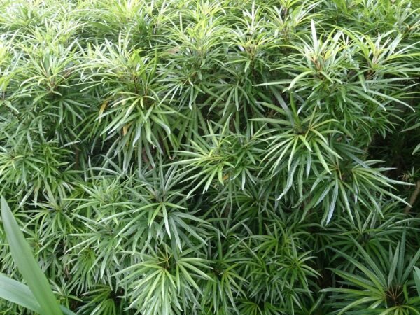 Osmoxylon lineare - Plant