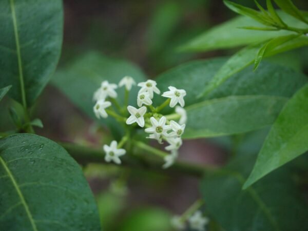 Raat Ki Rani, Raat Rani, Night Blooming Jasmine - Plant