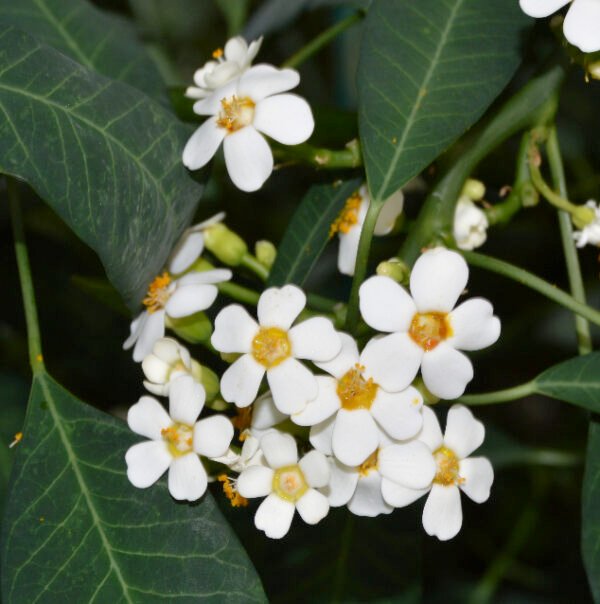 Euphorbia (Ivory White) - Plant
