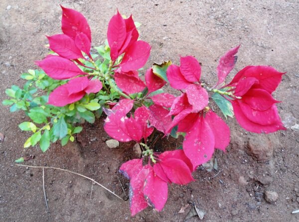 Euphorbia (White - Pink) - Plant