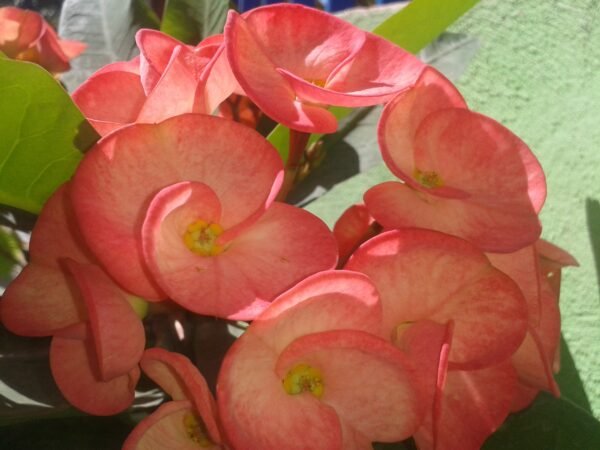 Euphorbia (Peach - Red) - Plant