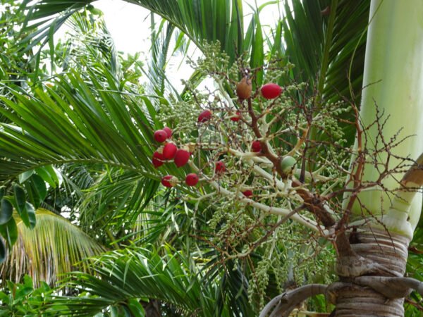 Christmas Palm, Manila Palm, Dwarf Royal Palm - Plant